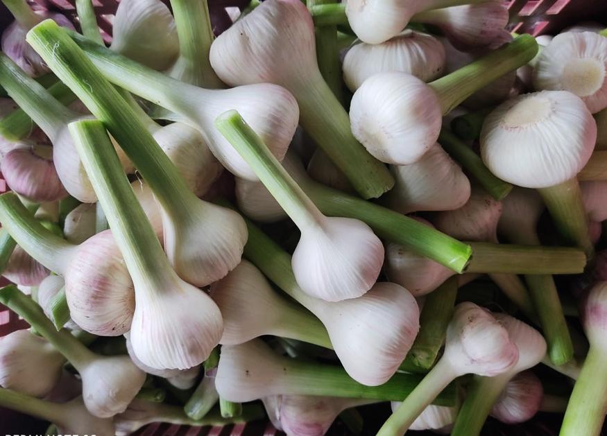 Fresh Garlic