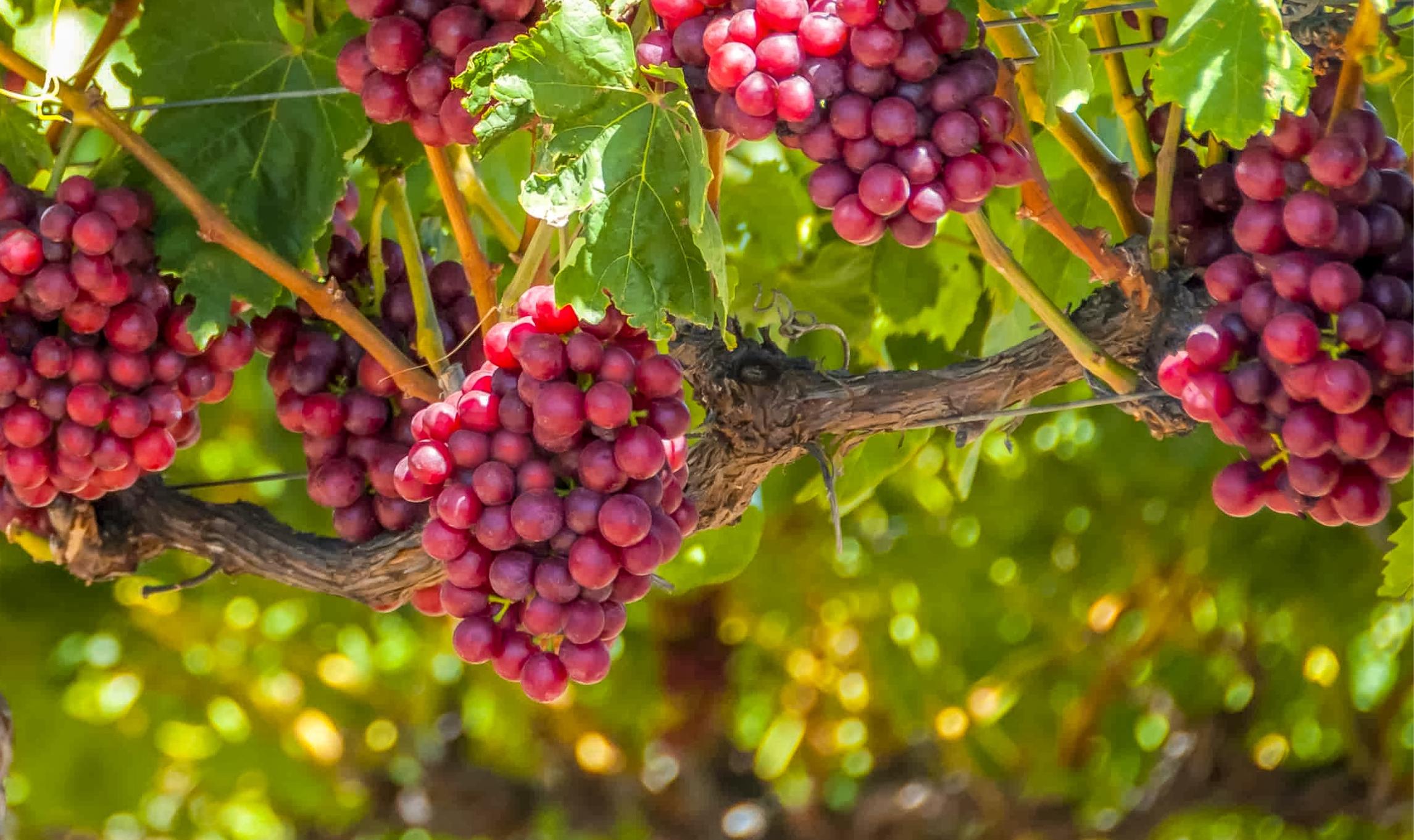 Fresh Grapes