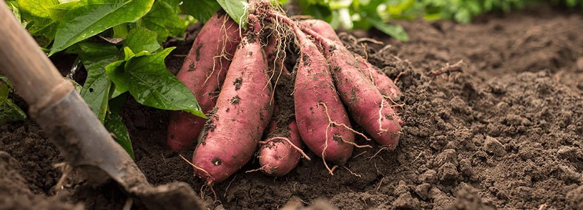 Sweet Potatoes