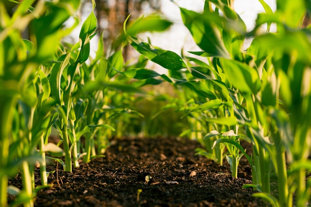 Sustainable growth